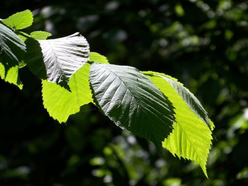 leaf forest nature