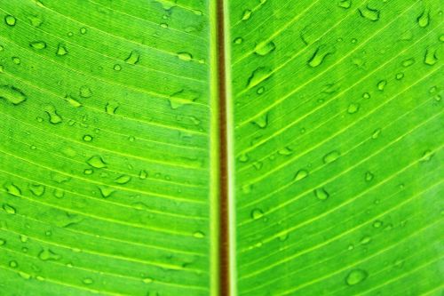 leaf macro green