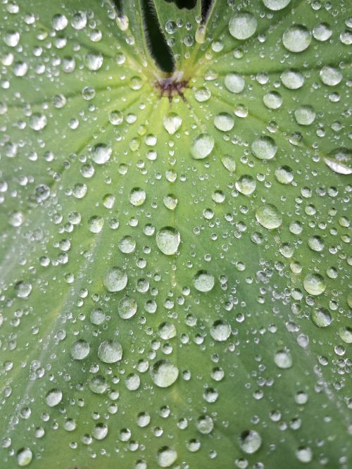 leaf dew water