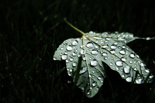 leaf maple leaf water droplets