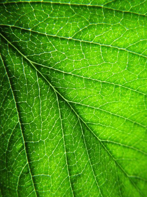 leaf plant leaves