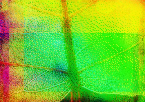 leaf abstract graphic