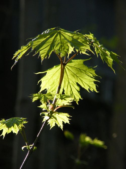 leaf spring light