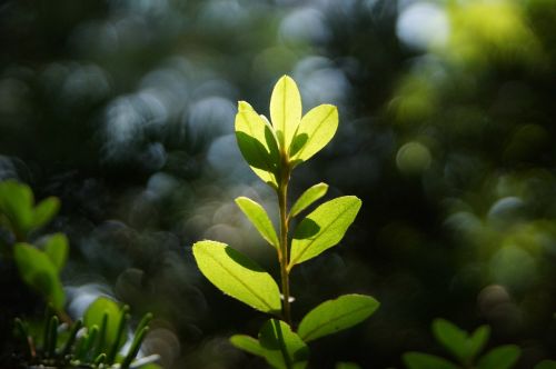 leaf abstract wipes