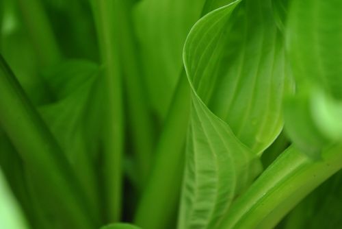 leaf plant nature