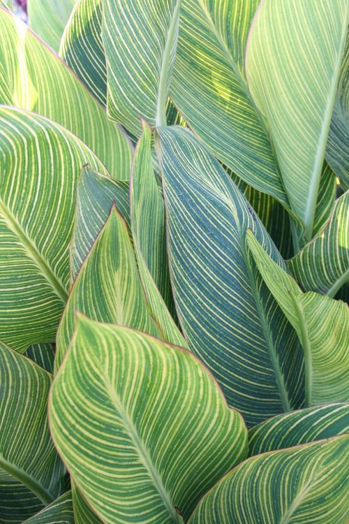 leaf tropical plant