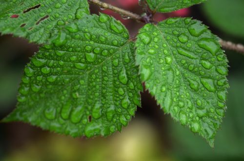 leaf water drop