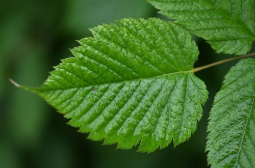 leaf water drop