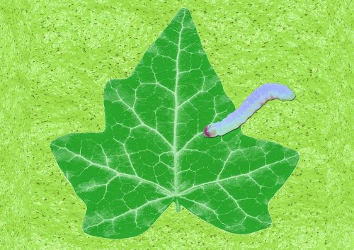 leaf worm slick