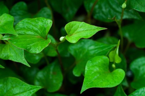 leaf heart-shaped houttuynia cordata