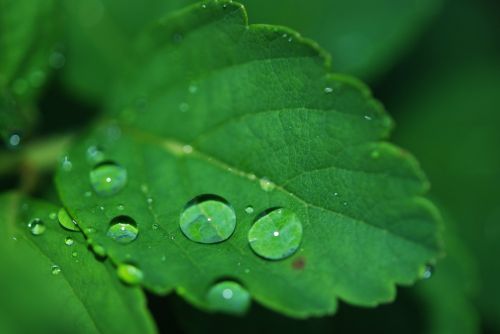 leaf droplet water