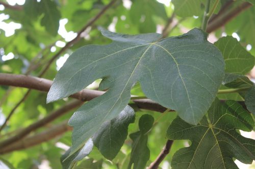 leaf fig tree tree