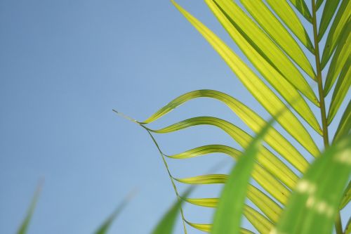 leaf coconut tree plant