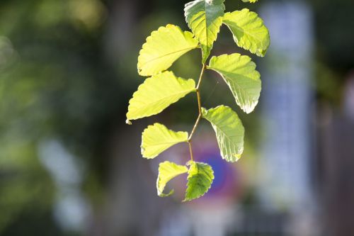 leaf sunshine yellow-green