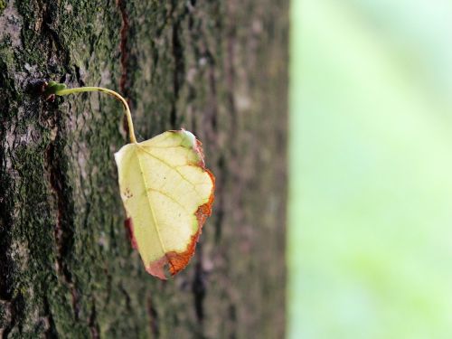 leaf tree log