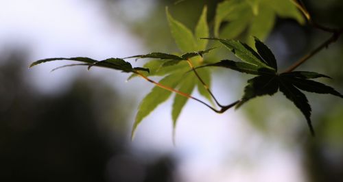leaf branch nature