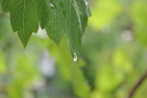 leaf drop of water rain