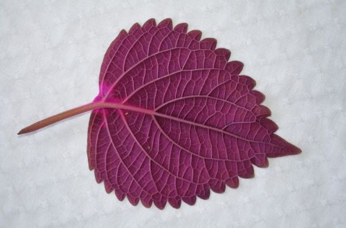 leaf natur natural