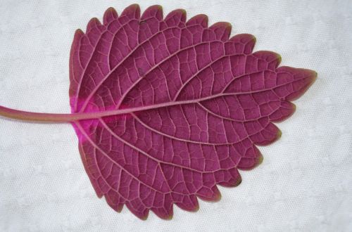 leaf natur natural