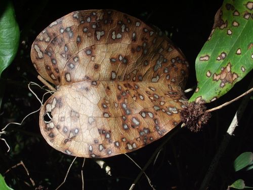 leaf brown mottled