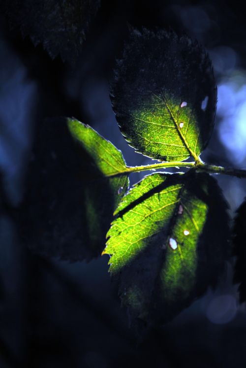 leaf nature colors