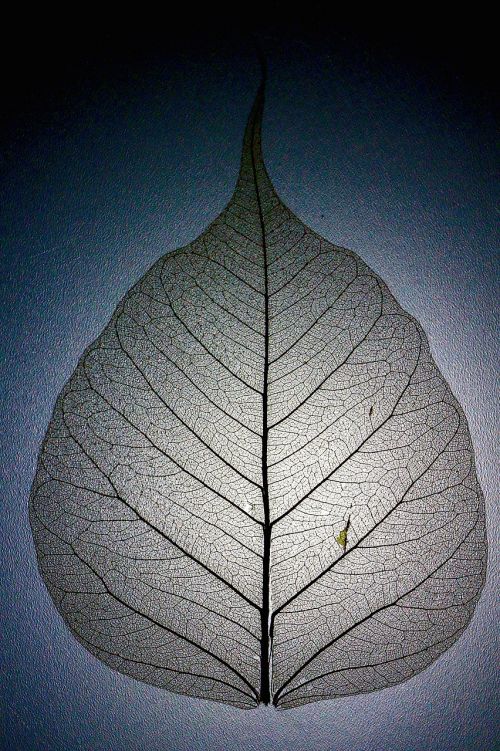 leaf leaf structure leaf veins
