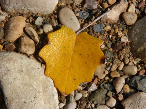 leaf yellow stones