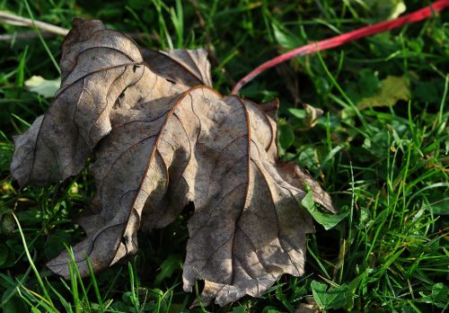 leaf dried leaves dry