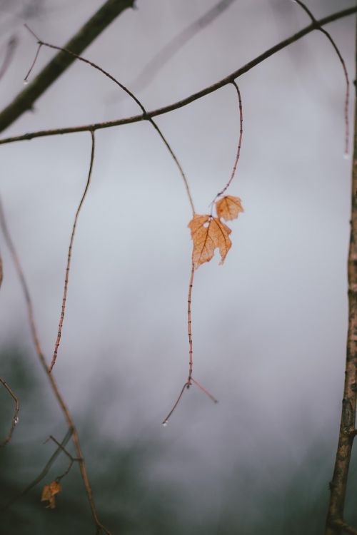 leaf leaves rain