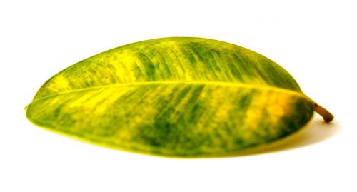 leaf rubber tree plant