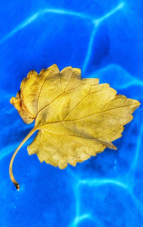 leaf water yellow