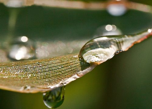 leaf drops drops of water