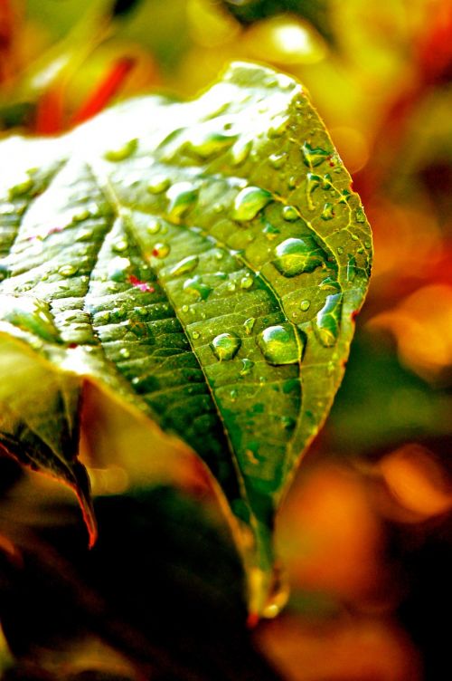 leaf water drop of water
