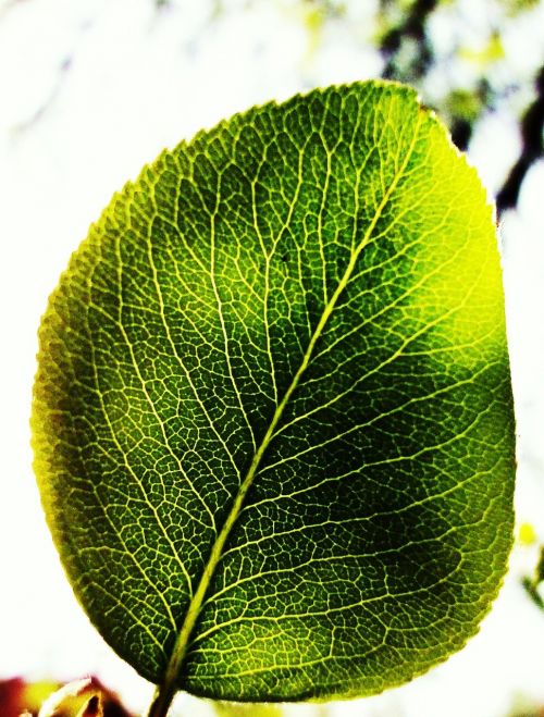 leaf green sun