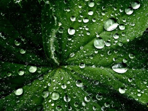 leaf water droplets wet