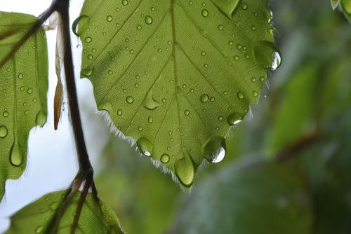 leaf wet water droplets