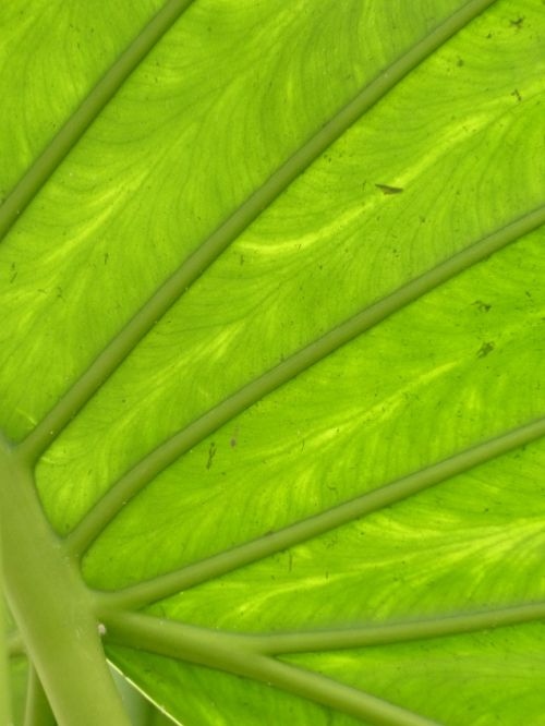 leaf large green