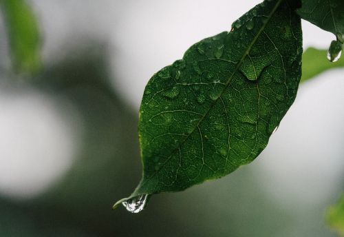 leaf rain drop