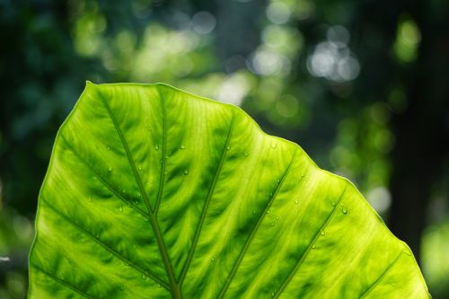 leaf veins nerves