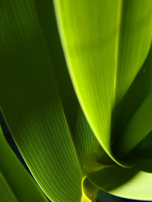 leaf abstract green