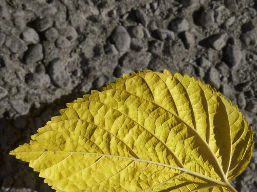 leaf yellow autumn