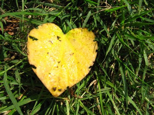 leaf heart grass