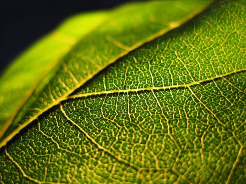 leaf green structure