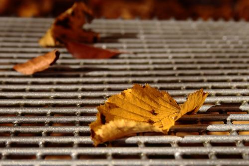 leaf autumn fall foliage