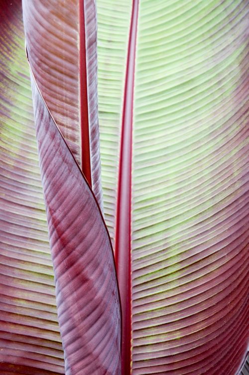 leaf banana plant tropical