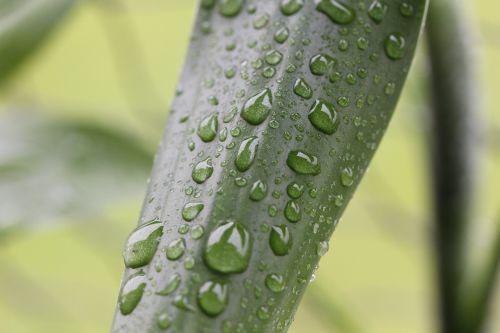leaf flower rain
