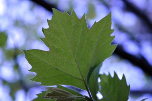 leaf green plants