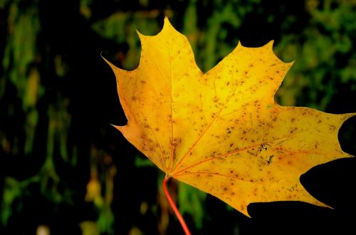 leaf plant part autumn