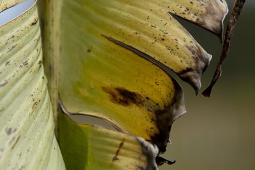 leaf banana green