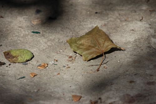 leaf nostalgia texture